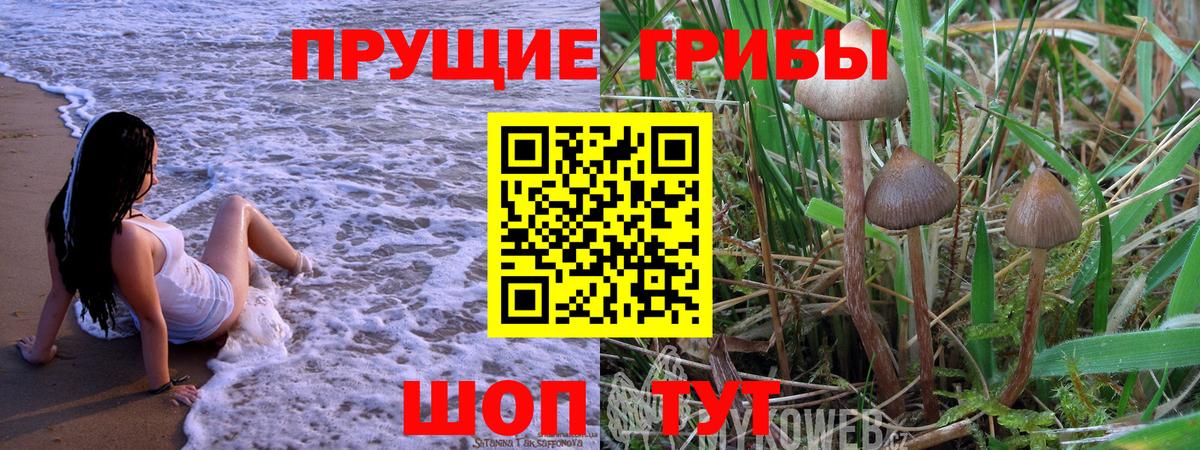 Унеча  Галлюциногенные грибы Psilocybine cubensis  Вход с VPN  сколько стоит  Галлюциногенные грибы прущие грибы 